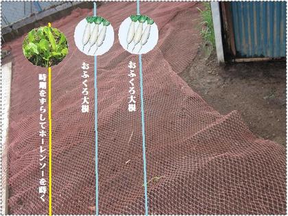 趣味の家庭菜園生育は順調のようだ。