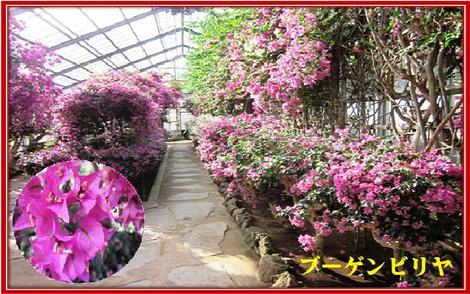 城ヶ崎あじさい苑