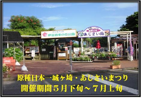城ヶ崎あじさい苑
