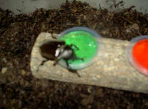 今年初のカブト虫