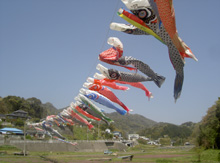 れんげ畑 こいのぼり