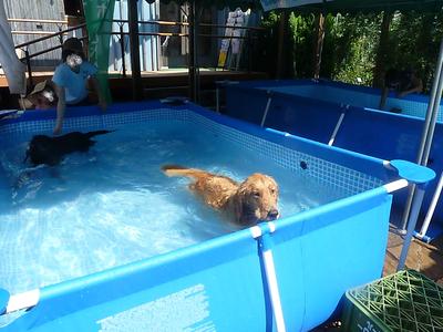 犬だらけの水泳大会