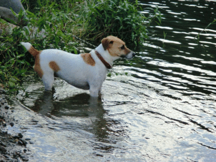 これぞ!!犬掻き
