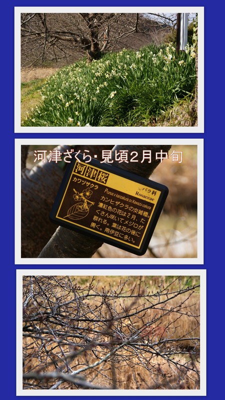 水仙みごろ!!南伊豆・青野川流域