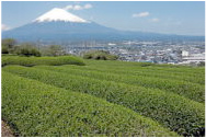 富士のやぶ北茶 村松園