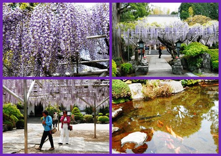 藤の花で有名な伊東の林泉寺へ