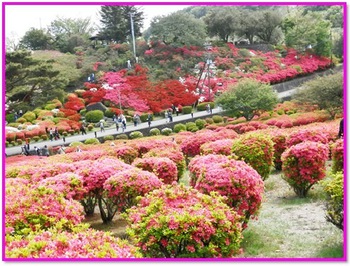 小室山のツツジのお花見♫