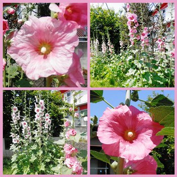 葵の花 綺麗!!