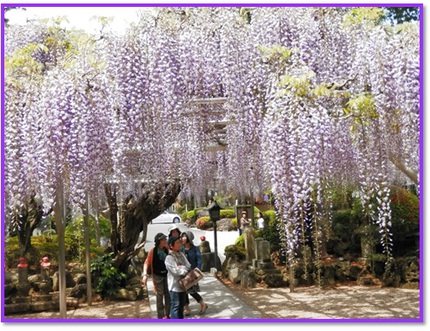 藤の花で有名な伊東の林泉寺へ