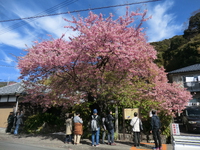 2024シーズン　河津桜開花予想 2月16日現在