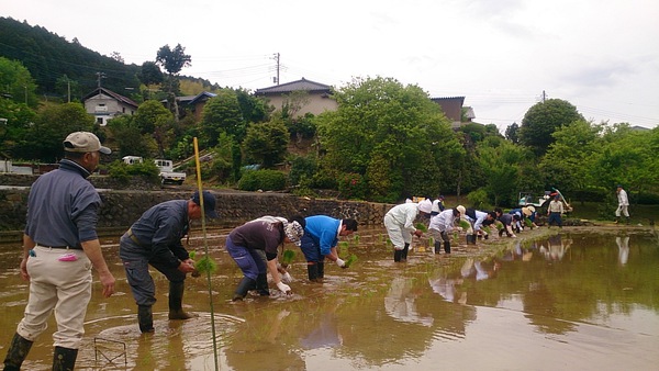 桂流コシヒカリのふる里で、田植え交流会が開催されましたっ! 桂流コシヒカリのふる里で、田植え交流会が開催されましたっ!