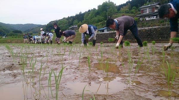 桂流コシヒカリのふる里で、田植え交流会が開催されましたっ! 桂流コシヒカリのふる里で、田植え交流会が開催されましたっ!