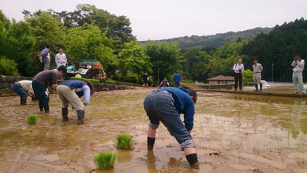 桂流コシヒカリのふる里で、田植え交流会が開催されましたっ! 桂流コシヒカリのふる里で、田植え交流会が開催されましたっ!