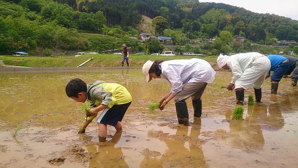桂流コシヒカリのふる里で、田植え交流会が開催されましたっ! 桂流コシヒカリのふる里で、田植え交流会が開催されましたっ!