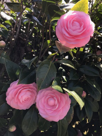 ✿春はすぐそこ✿ ✿春はすぐそこ✿