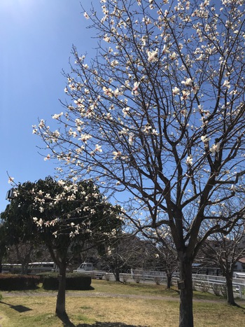 ✿春はすぐそこ✿ ✿春はすぐそこ✿