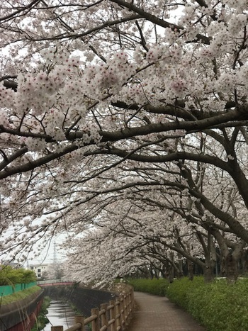 ♪ 桜満開 ♪沼津門池公園 ♪ 桜満開 ♪沼津門池公園