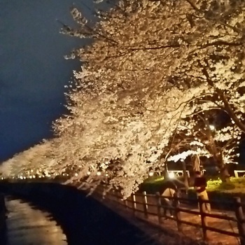 ♪ 桜満開 ♪沼津門池公園 ♪ 桜満開 ♪沼津門池公園