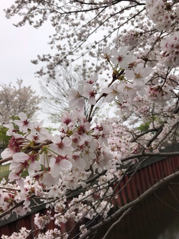 ♪ 桜満開 ♪沼津門池公園 ♪ 桜満開 ♪沼津門池公園