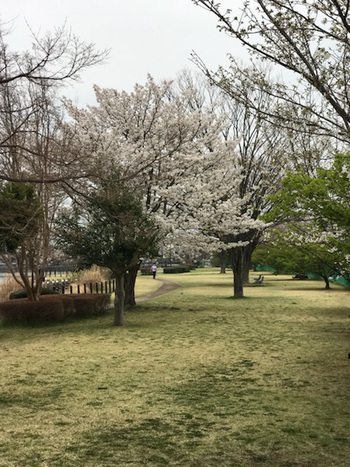 ♪ 桜満開 ♪沼津門池公園 ♪ 桜満開 ♪沼津門池公園