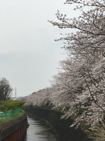 ♪ 桜満開 ♪沼津門池公園 ♪ 桜満開 ♪沼津門池公園