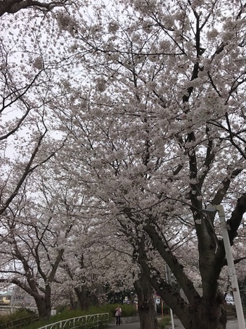 ♪ 桜満開 ♪沼津門池公園 ♪ 桜満開 ♪沼津門池公園