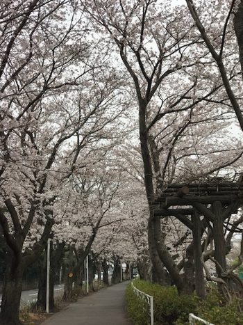 ♪ 桜満開 ♪沼津門池公園 ♪ 桜満開 ♪沼津門池公園