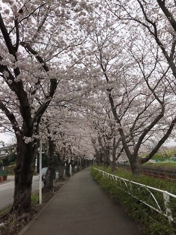 ♪ 桜満開 ♪沼津門池公園 ♪ 桜満開 ♪沼津門池公園