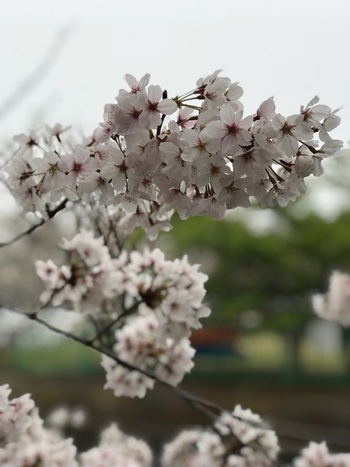 ♪ 桜満開 ♪沼津門池公園 ♪ 桜満開 ♪沼津門池公園