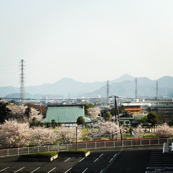 ♪ 桜満開 ♪沼津門池公園 ♪ 桜満開 ♪沼津門池公園