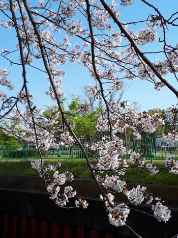 桜 咲く 桜 咲く
