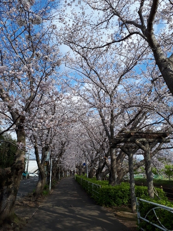 桜 咲く 桜 咲く