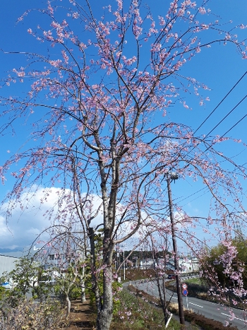 桜 咲く 桜 咲く
