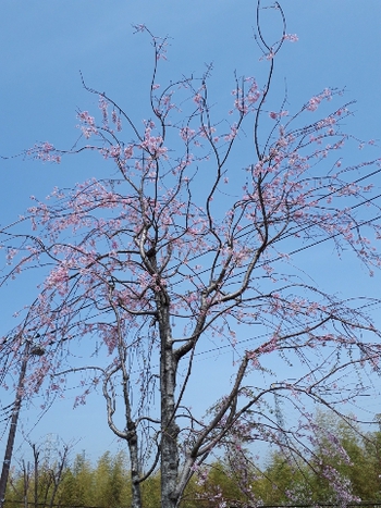 桜さくら 桜さくら