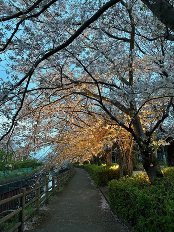 夜桜ライトアップ【沼津・門池公園】 夜桜ライトアップ【沼津・門池公園】