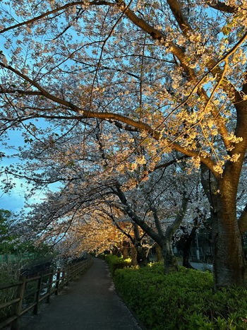 夜桜ライトアップ【沼津・門池公園】 夜桜ライトアップ【沼津・門池公園】