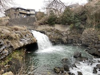 春の「上岩崎公園桜まつり」は、3月25日（土）に予定通り開催します。