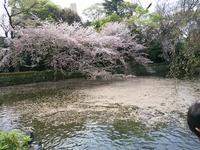 三嶋大社は、桜の絨毯です。