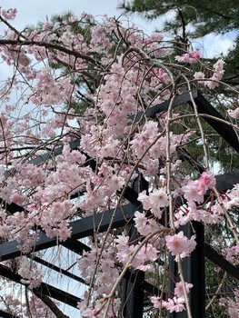 岡崎の大樹寺。 岡崎の大樹寺。