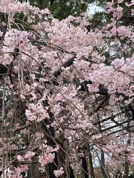 岡崎の大樹寺。 岡崎の大樹寺。