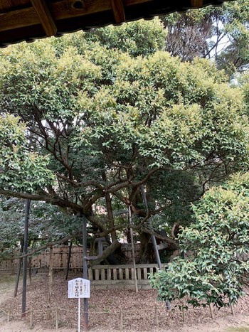 岡崎の大樹寺。 岡崎の大樹寺。