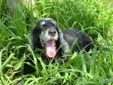 サービスエリア内Dogrunデート サービスエリア内Dogrunデート