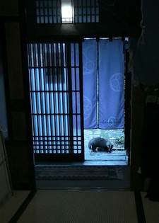 ニット展の珍客 ニット展の珍客