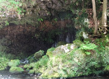 初夏の陣馬の滝