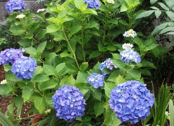 梅雨時と言ったら、やっぱり