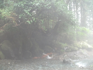 久しぶりに、早朝に‥
