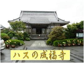 ハス寺・成福寺の写真展