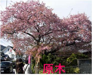 河津ざくら満開★
