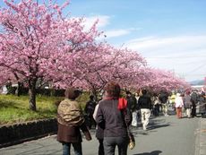 河津ざくら満開★