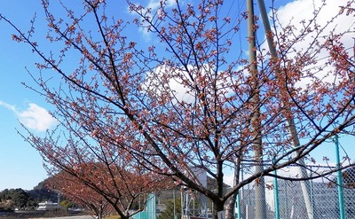 伊豆中央高校前の河津桜